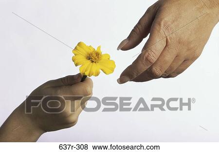 Stock Photo - hands, flower, body parts, Body parts hands. Fotosearch