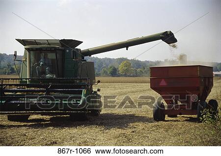 Stock Photograph - Harvesting Soybeans. Fotosearch