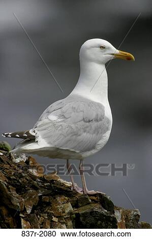Herring Gull View Large Photo Image Stock Image - Herring Gull. Fotosearch