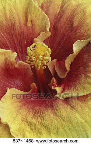 Hibiscus View Large Photo Image Stock Photo - Hibiscus. Fotosearch