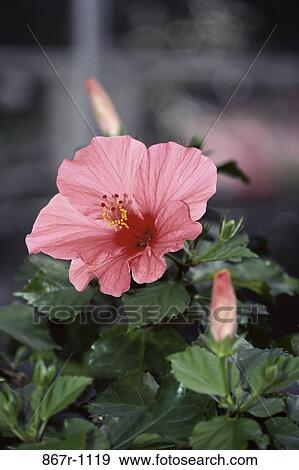 Hibiscus View Large Photo Image Stock Photo - Hibiscus. Fotosearch
