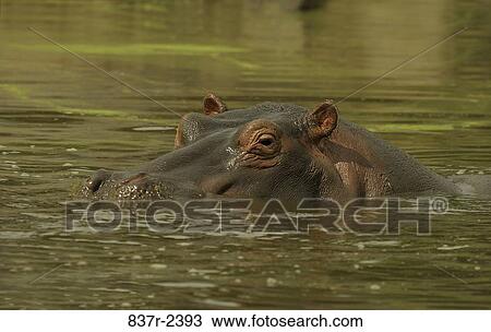 Hippopotamus View Large Photo Image Stock Image - Hippopotamus. Fotosearch