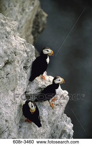 Horned Puffins View Large Photo Image Stock Image - Horned Puffins. Fotosearch