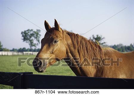 Picture - Horse. Fotosearch