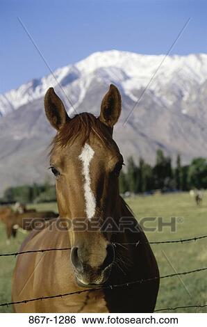 Horse View Large Photo Image Stock Photograph - Horse. Fotosearch