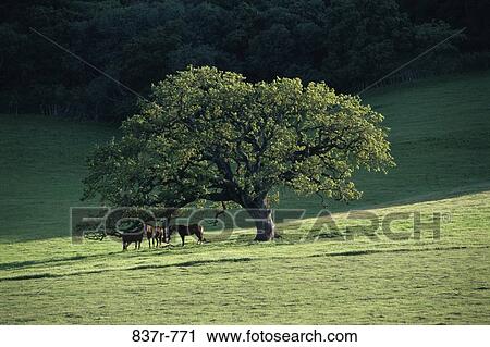 Horses View Large Photo Image Stock Image - Horses. Fotosearch