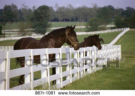 Horses View Large Photo Image Stock Image - Horses. Fotosearch