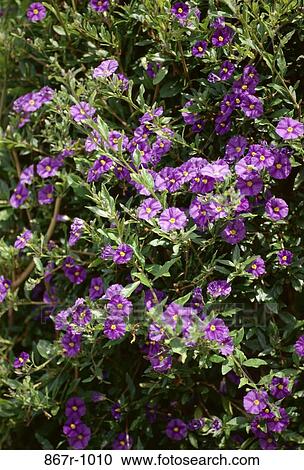 Hortorum View Large Photo Image Stock Image - Hortorum. Fotosearch