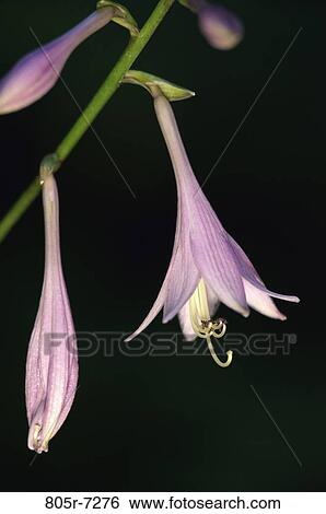 Stock Photograph - Hosta Flowers. Fotosearch