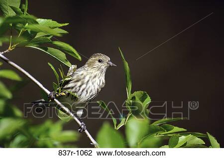 House Finch View Large Photo Image Stock Image - House Finch. Fotosearch