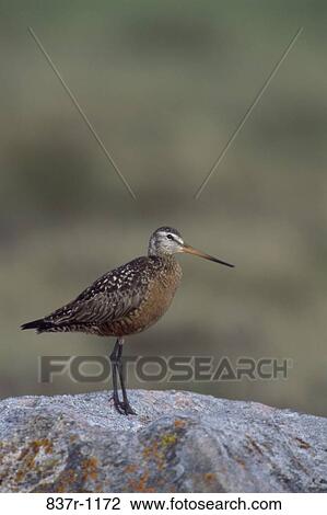 Hudsonian Godwit View Large Photo Image Stock Image - Hudsonian Godwit. Fotosearch
