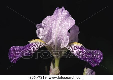 iris, flower, nature, blooming, bloom, Flowers irises View Large Photo Image Stock Photo - iris, flower, nature, blooming, bloom, Flowers irises. Fotosearch