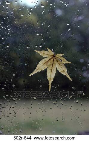 Picture - Japanese Maple Leaf. Fotosearch