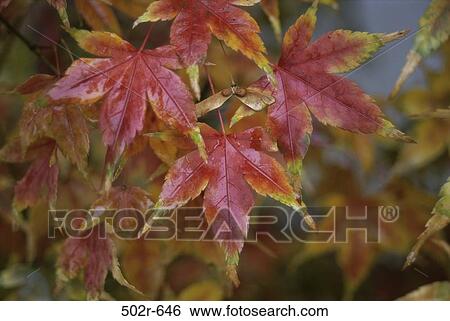 Japanese Maple Leaves View Large Photo Image Stock Photograph - Japanese Maple Leaves. Fotosearch