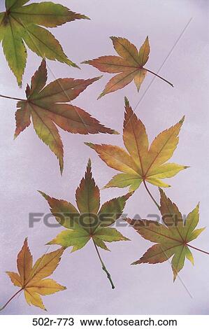Stock Image - Japanese Maple. Fotosearch