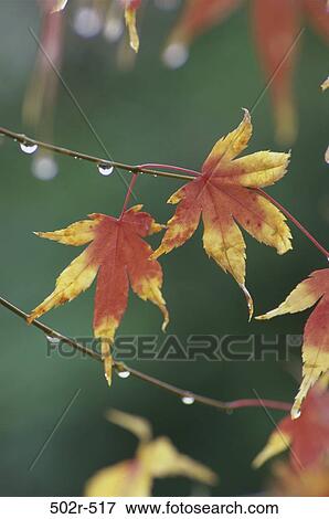 Japanese Maple View Large Photo Image Stock Photo - Japanese Maple. Fotosearch
