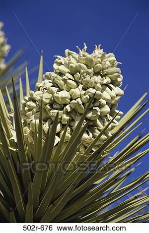 Stock Photograph - Joshua Tree Blossom. Fotosearch