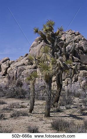 Joshua Tree National Park, California, USA View Large Photo Image Stock Image - Joshua Tree National Park, California, USA. Fotosearch