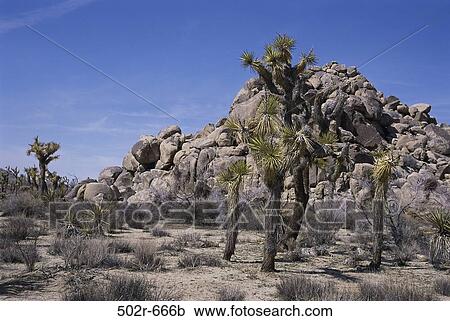 Stock Image - Joshua Tree National Park, California, USA. Fotosearch
