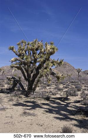 Joshua Tree National Park, California, USA View Large Photo Image Stock Image - Joshua Tree National Park, California, USA. Fotosearch