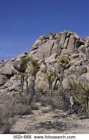 Stock Photo - Joshua Tree National Park, California, USA. Fotosearch