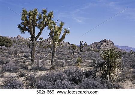 Joshua Tree National Park, California, USA View Large Photo Image Stock Photo - Joshua Tree National Park, California, USA. Fotosearch