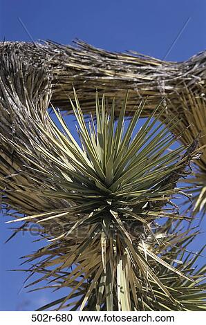 Joshua Tree View Large Photo Image Stock Image - Joshua Tree. Fotosearch