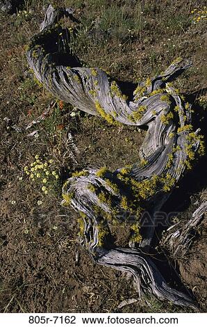 Juniper Log View Large Photo Image Stock Image - Juniper Log. Fotosearch
