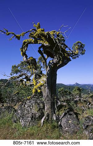 Juniper Tree View Large Photo Image Stock Image - Juniper Tree. Fotosearch