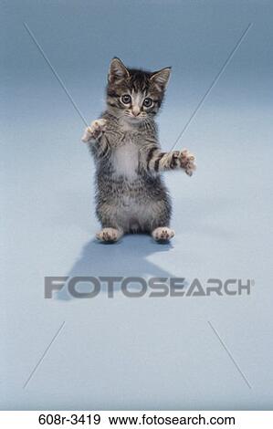 kitten, cat, confrontation, humor, scary, humorous, animal View Large Photo Image Stock Photo - kitten, cat, confrontation, humor, scary, humorous, animal. Fotosearch