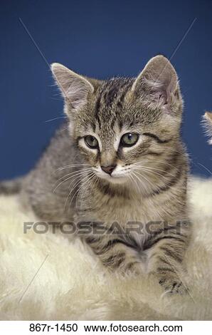 kitten, cat, pet, animal, indoors, mammal View Large Photo Image Stock Image - kitten, cat, pet, animal, indoors, mammal. Fotosearch