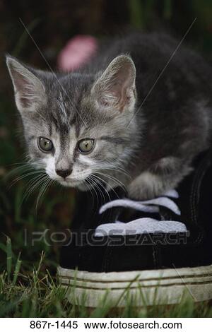 kitten, cat, pet, outdoors, animal, mammal View Large Photo Image Stock Photography - kitten, cat, pet, outdoors, animal, mammal. Fotosearch