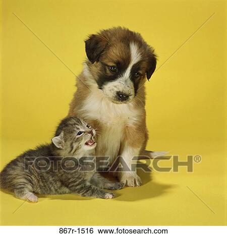 kitten, dog, animals, puppy, sitting, cat, mammals View Large Photo Image Stock Photograph - kitten, dog, animals, puppy, sitting, cat, mammals. Fotosearch