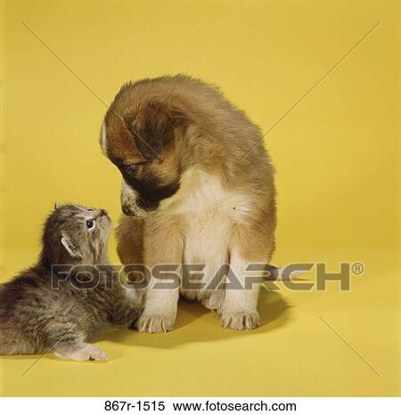 kitten, dog, staring, animals, puppy, yellow, cat View Large Photo Image Stock Photography - kitten, dog, staring, animals, puppy, yellow, cat. Fotosearch