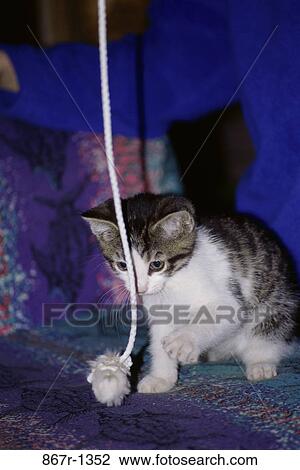 kitten, rope, playing, cat, play, animal, Kittens indoors View Large Photo Image Stock Image - kitten, rope, playing, cat, play, animal, Kittens indoors. Fotosearch