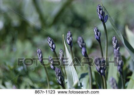 Lavender View Large Photo Image Stock Image - Lavender. Fotosearch