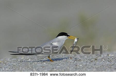 Least Tern View Large Photo Image Picture - Least Tern. Fotosearch