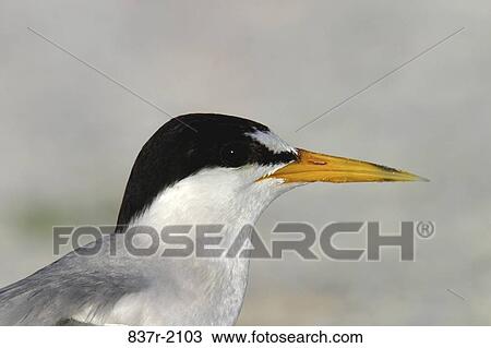 Least Tern View Large Photo Image Stock Image - Least Tern. Fotosearch