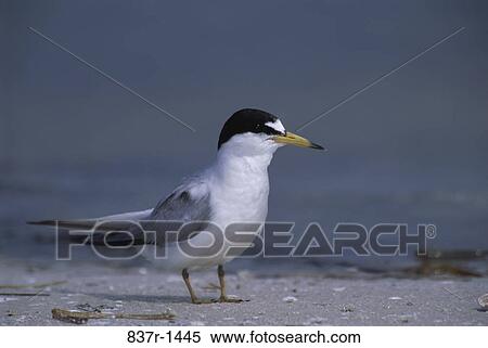 Least Tern View Large Photo Image Stock Photography - Least Tern. Fotosearch