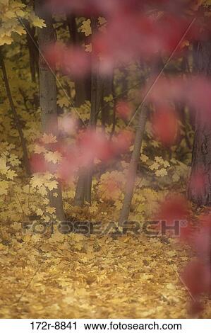 Stock Image - leaves, autumn, falling, trees, nature, forest, Washington. Fotosearch