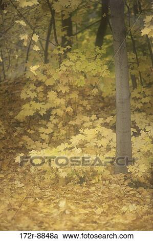 Stock Image - leaves, autumn, golden, trees, nature, forest, path. Fotosearch