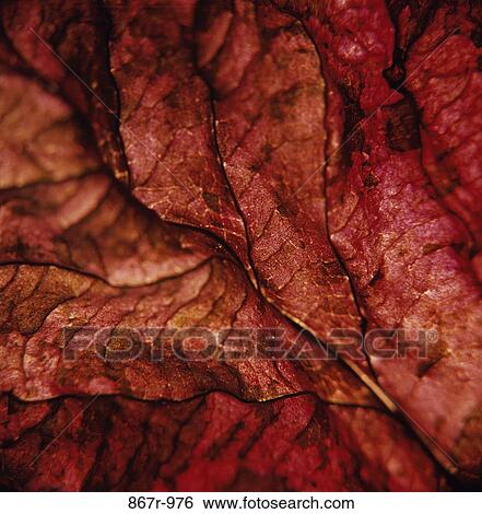 leaves, autumn, nature, background, veins, season, Autumn details View Large Photo Image Stock Photograph - leaves, autumn, nature, background, veins, season, Autumn details. Fotosearch