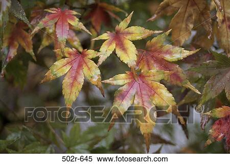 , leaves, autumn, nature, seasons View Large Photo Image Stock Photography - , leaves, autumn, nature, seasons. Fotosearch