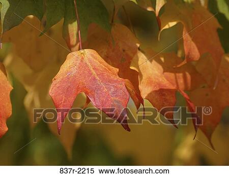 , leaves, branch, autumn, hanging, nature View Large Photo Image Stock Photography - , leaves, branch, autumn, hanging, nature. Fotosearch