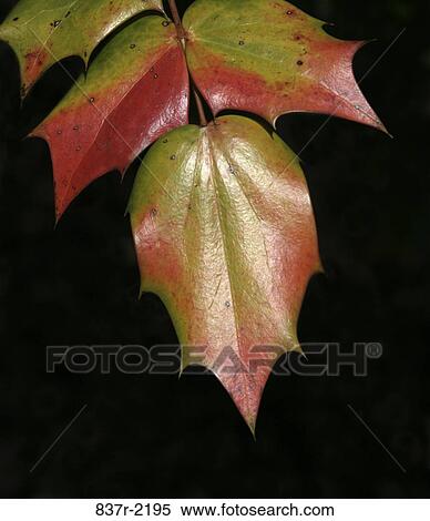 leaves, Christmas, turning, thorns, glossy, sharp View Large Photo Image Stock Photography - leaves, Christmas, turning, thorns, glossy, sharp. Fotosearch