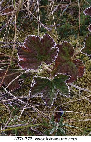 Stock Image - leaves, ground, winter, frost, outdoors, nature, season. Fotosearch
