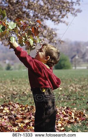 leaves, people, autumn, boy, outdoors, picking, child View Large Photo Image Stock Image - leaves, people, autumn, boy, outdoors, picking, child. Fotosearch