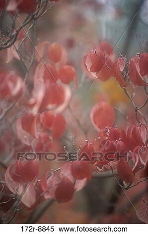 leaves, red, nature, Washington, branches, background, USA View Large Photo Image Stock Photography - leaves, red, nature, Washington, branches, background, USA. Fotosearch