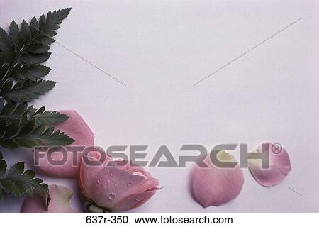 leaves, rose, flower, nature, petals, cutout View Large Photo Image Stock Image - leaves, rose, flower, nature, petals, cutout. Fotosearch