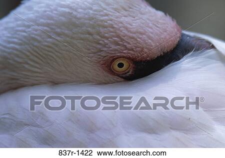Lesser Flamingo View Large Photo Image Stock Image - Lesser Flamingo. Fotosearch
